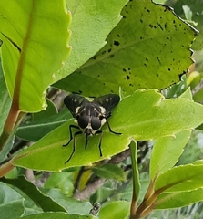 Tabanidae