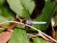 Brachydiplax duivenbodei