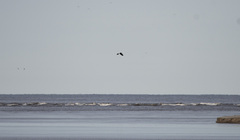 Haliaeetus pelagicus