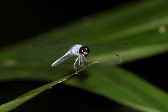 Brachydiplax duivenbodei