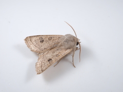 Orthosia ella