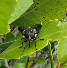 Tabanidae