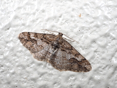 Pseuderannis lomozemia