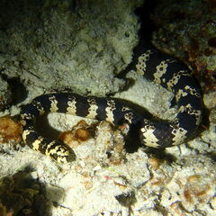 Emydocephalus annulatus