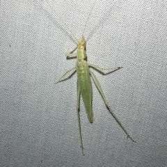 Oecanthus exclamationis