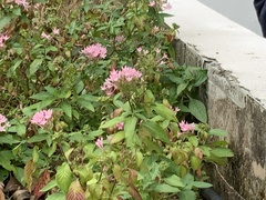 Pentas lanceolata
