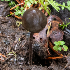 Panaeolus