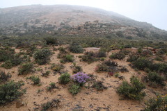 Felicia brevifolia