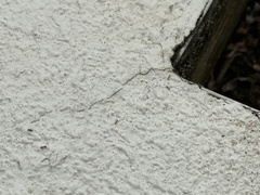 Trichomyrmex destructor