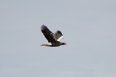 Haliaeetus pelagicus