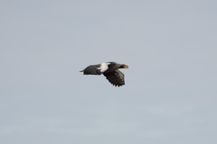 Haliaeetus pelagicus