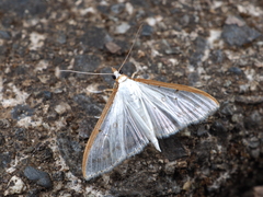 Palpita nigropunctalis