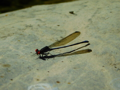 Argia oenea
