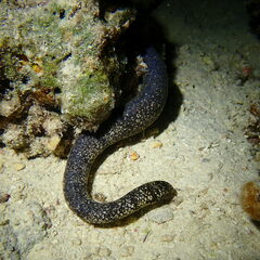 Emydocephalus annulatus