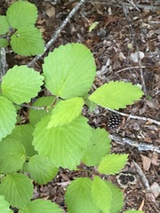 Viburnum alabamense