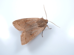 Anorthoa angustipennis
