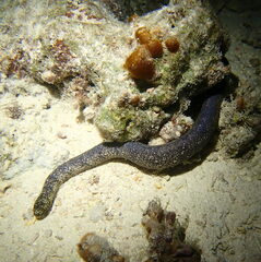 Emydocephalus annulatus