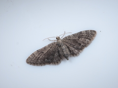 Eupithecia