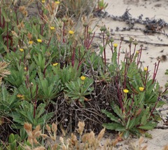 Sonchus megalocarpus