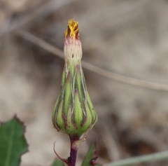 Sonchus megalocarpus