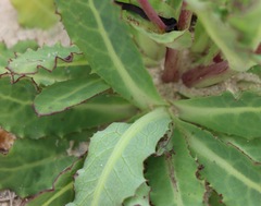 Sonchus megalocarpus