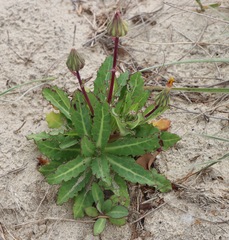 Sonchus megalocarpus