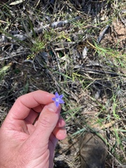 Wahlenbergia stricta