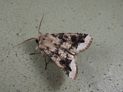 Orthosia limbata