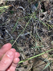 Wahlenbergia stricta