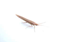 Ypsolopha longa
