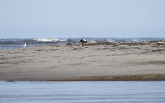 Haliaeetus pelagicus