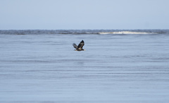 Haliaeetus pelagicus