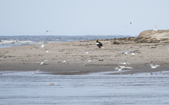 Haliaeetus pelagicus