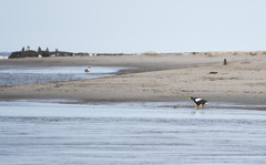 Haliaeetus pelagicus