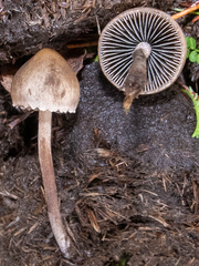 Panaeolus
