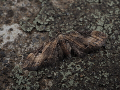 Eupithecia