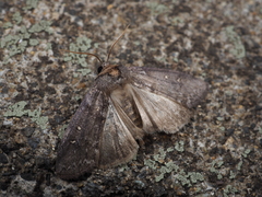 Demopsestis punctigera