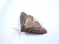 Demopsestis punctigera