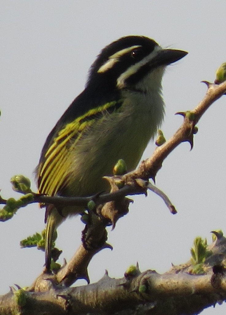Yellow-Rumped Tinkerbird