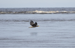 Haliaeetus pelagicus