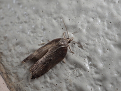 Acleris cristana