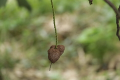 Dioscorea alata