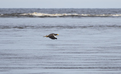Haliaeetus pelagicus