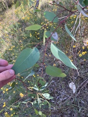 Eucalyptus blakelyi