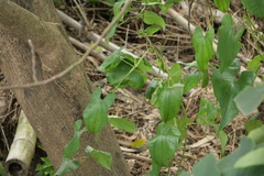 Dioscorea alata
