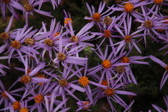 Felicia brevifolia