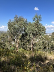 Eucalyptus blakelyi