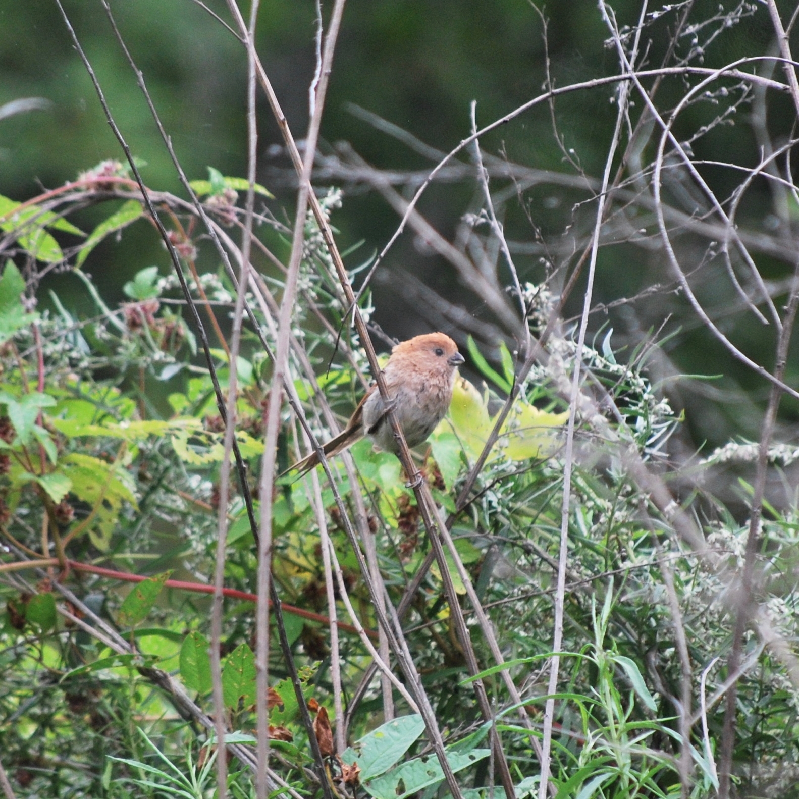 Vinous-throated Parrotbill