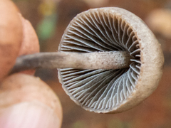 Panaeolus