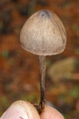 Panaeolus